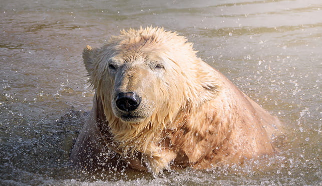 Polar bear at Jimmy's Farm